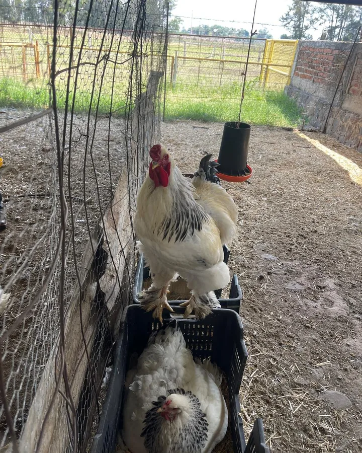 Gallos Brahma en corral