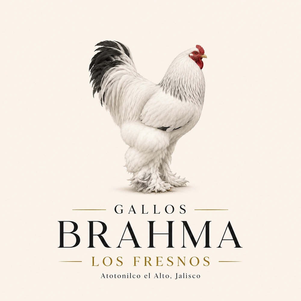 Logo oficial Gallos Brahma Los Fresnos
